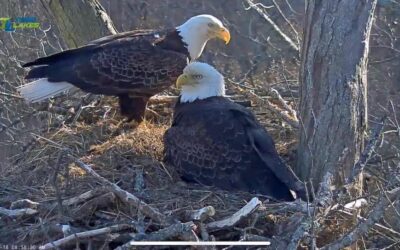 Dale Hollow Eagle Cam Entertains & Educates