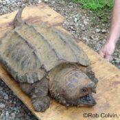 alligator snapping turtle 005