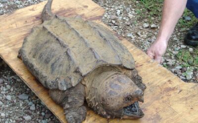 Alligator Snapping Turtles 