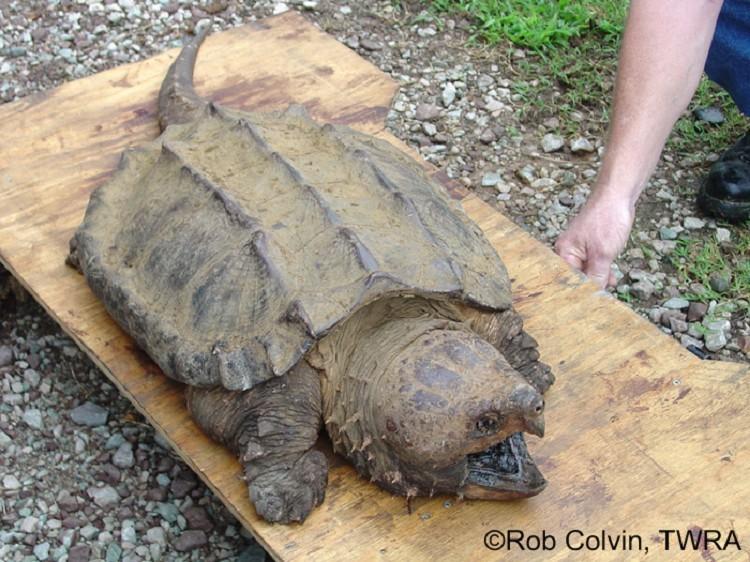 Alligator Snapping Turtles 